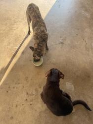Found/Stray Unknown Dog last seen Oak Valley, Burleson, TX 76028