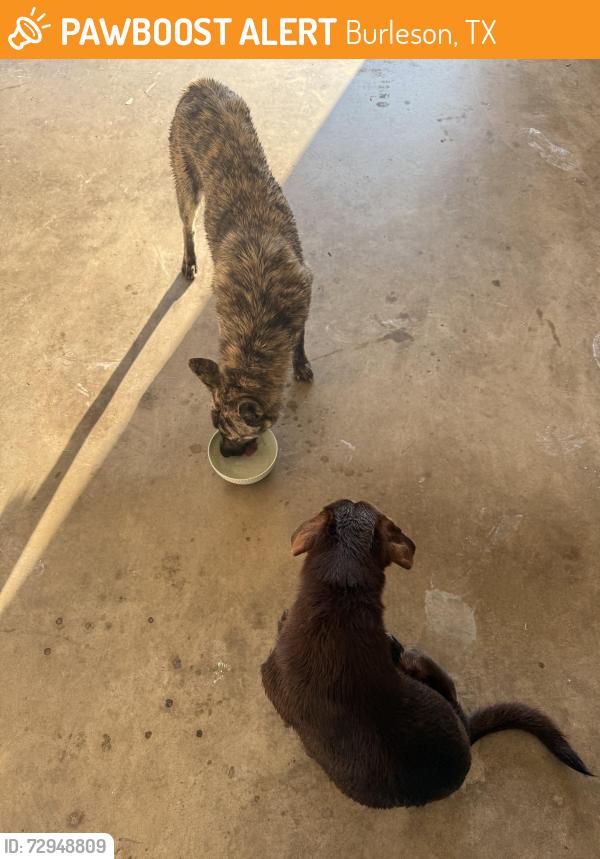 Found/Stray Unknown Dog last seen Oak Valley, Burleson, TX 76028