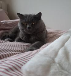 Reunited Female Cat last seen Near Wootton field , Gamlingay, England SG19 3QH