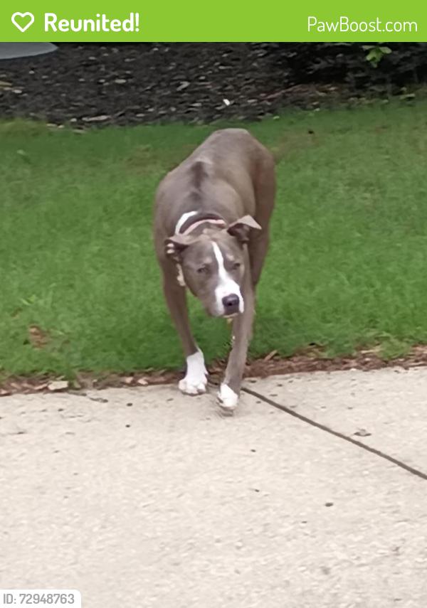 Reunited Female Dog last seen West Lane and Tynemoore Trace, Smyrna, GA 30080