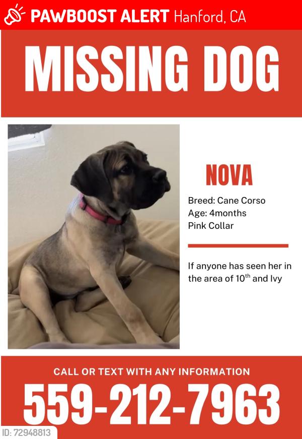 Lost Female Dog last seen 10th Ave between Florinda & Lacey, Hanford, CA 93230