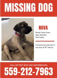 Lost Female Dog last seen 10th Ave between Florinda & Lacey, Hanford, CA 93230
