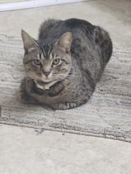 Lost Male Cat last seen Lott Road , Eight Mile, AL 36613