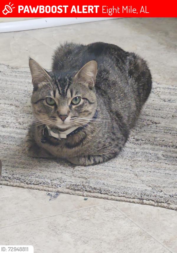 Lost Male Cat last seen Lott Road , Eight Mile, AL 36613