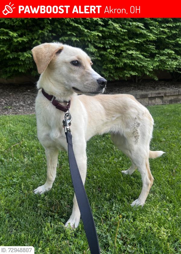 Lost Female Dog last seen S Portage Path and Elmore Ave, Akron, OH 44303
