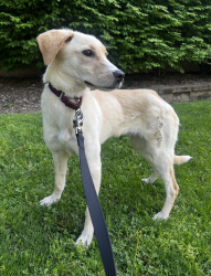 Lost Female Dog last seen S Portage Path and Elmore Ave, Akron, OH 44303