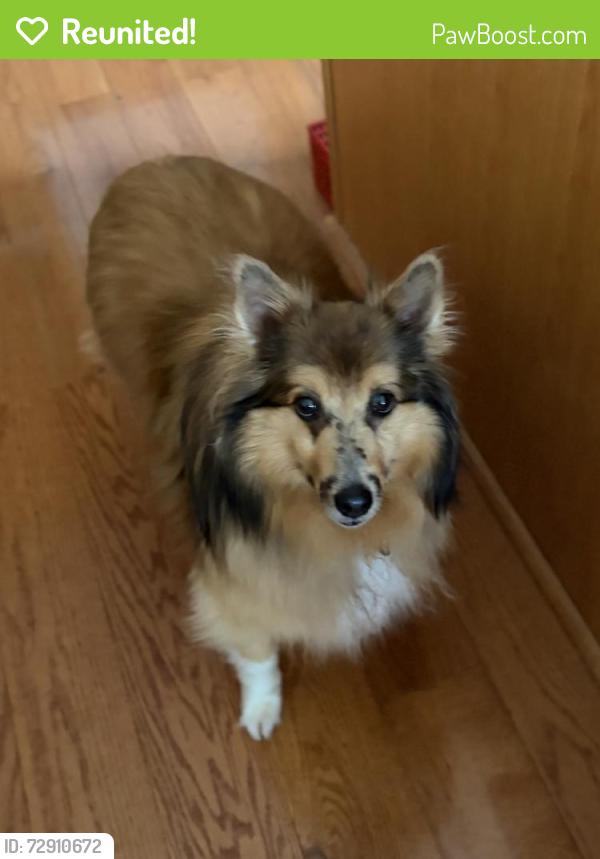 Reunited Female Dog last seen Mack Hatcher and donelson creek, Franklin tn, Franklin, TN 37064