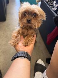 Lost Female Dog last seen Mengas, Fort Bliss, TX 79906
