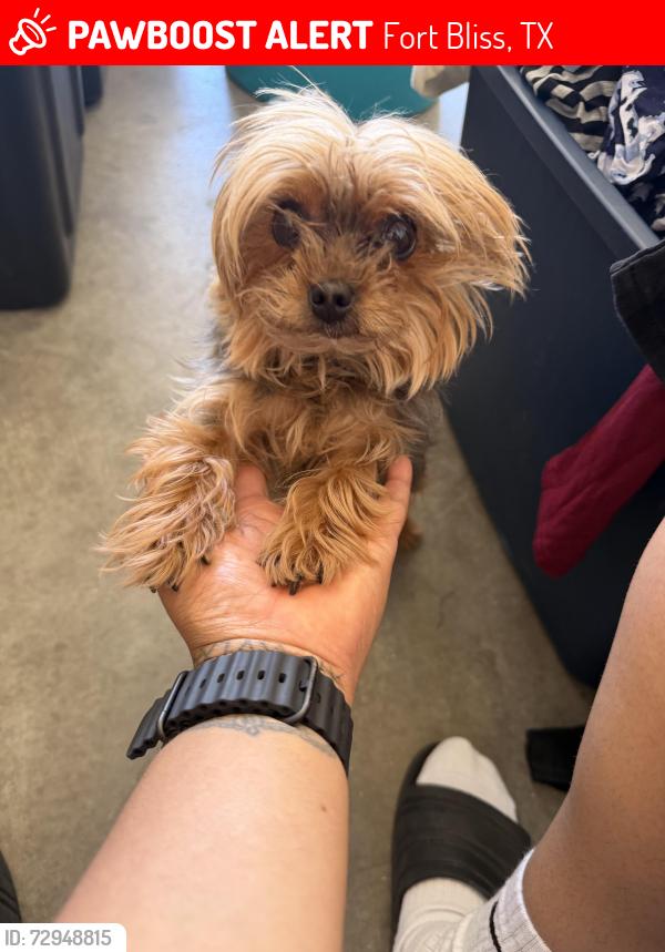 Lost Female Dog last seen Mengas, Fort Bliss, TX 79906