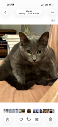Reunited Female Cat last seen Antique and Long Lake, Bloomfield Township, MI 48302