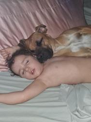 Lost Female Dog last seen Thomasita and Constitution , Albuquerque, NM 87112