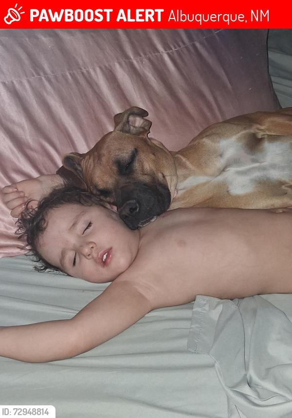 Lost Female Dog last seen Thomasita and Constitution , Albuquerque, NM 87112