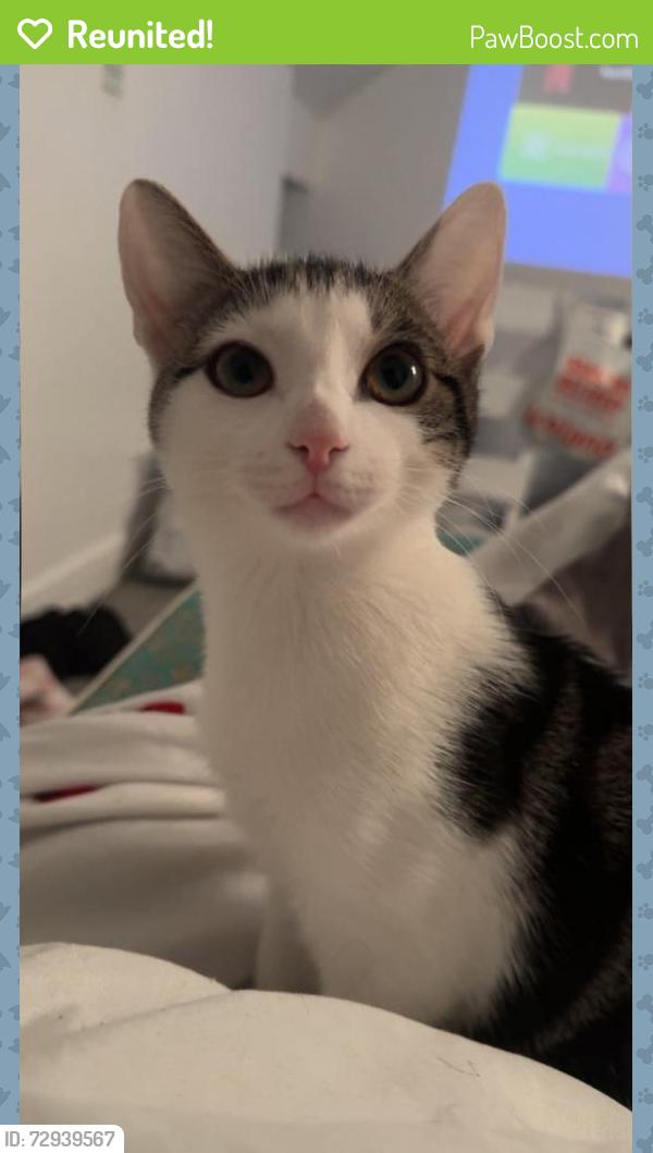 Reunited Female Cat last seen Rosmead street , Kingston upon Hull, England HU9 2TH