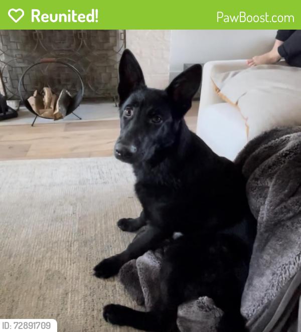 Reunited Male Dog last seen Cherry Creek Dr, Mandeville, LA 70448