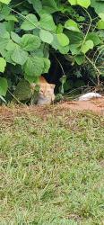 Found/Stray Unknown Cat last seen Morganton Skatepark, Morganton, NC 28655
