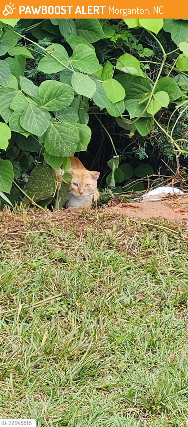Found/Stray Unknown Cat last seen Morganton Skatepark, Morganton, NC 28655