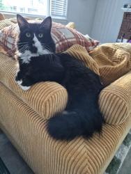 Lost Male Cat last seen Whittier Dr. and Phillpots Rd., Norfolk, VA 23513
