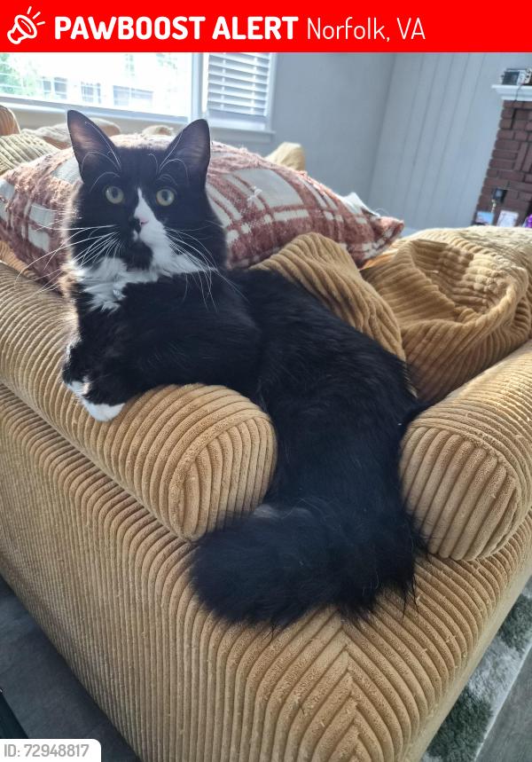 Lost Male Cat last seen Whittier Dr. and Phillpots Rd., Norfolk, VA 23513