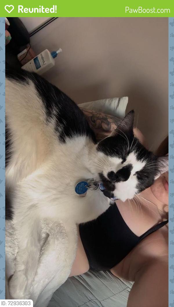 Reunited Female Cat last seen Elements 1 at McConachie Blvd , Edmonton, AB T5Y 0W9