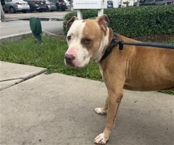 Shelter Stray Male Dog last seen Near BLOCK NW 28TH ST, Doral, FL 33122