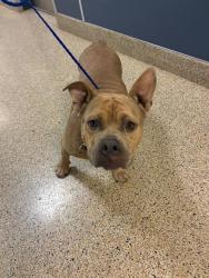 Shelter Stray Male Dog last seen Near BLOCK NW 27TH AVE, Doral, FL 33122