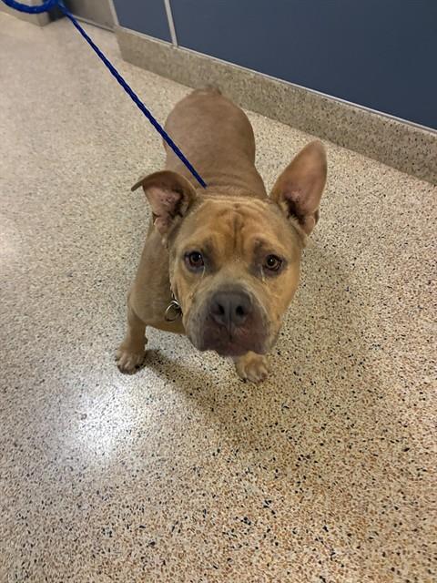 Shelter Stray Male Dog last seen Near BLOCK NW 27TH AVE, Doral, FL 33122