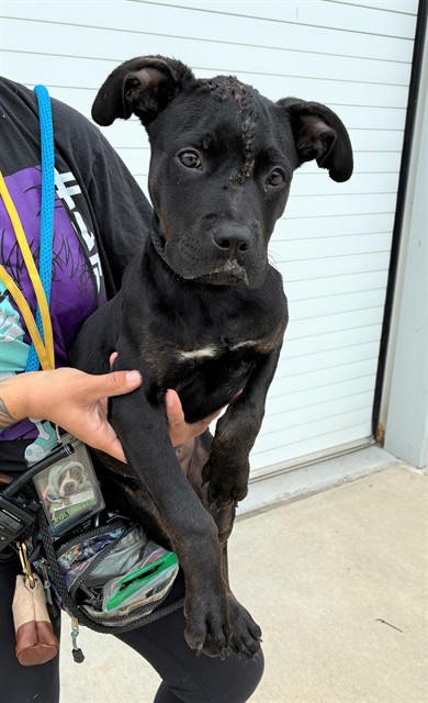 Shelter Stray Male Dog last seen Near BLOCK BRUNS DR, Watterson Park, KY 40218