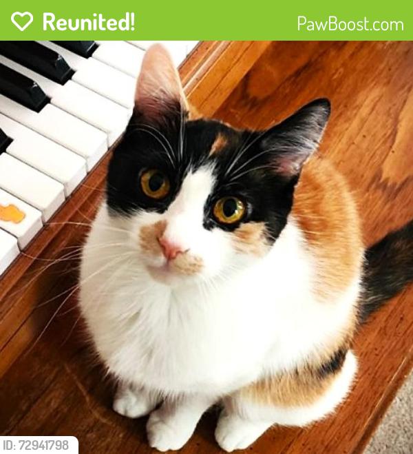 Reunited Female Cat last seen Pamela Lane and Crowley Ct, Raymond, NH 03077