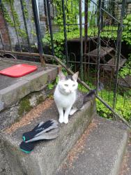Found/Stray Female Cat last seen 44th and Brown, Philadelphia, PA 19104