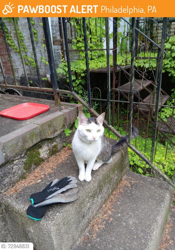 Found/Stray Female Cat last seen 44th and Brown, Philadelphia, PA 19104