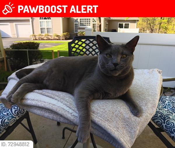 Lost Male Cat last seen Federal City Road - Bunker Hill Road - Karena Drive  08648, Lawrence Township, NJ 08648