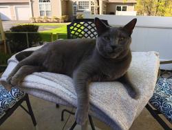 Lost Male Cat last seen Federal City Road - Bunker Hill Road - Karena Drive  08648, Lawrence Township, NJ 08648