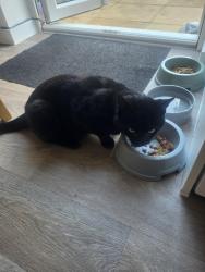 Reunited Male Cat last seen Near Witnash, Warwickshire, England CV31