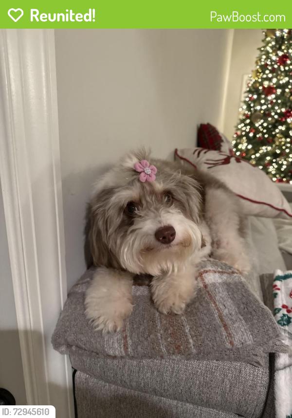 Reunited Female Dog last seen Cumberland Pkwy, Atlanta, GA 30339