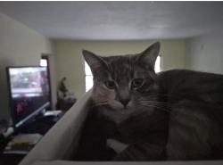 Reunited Female Cat last seen Fern Ave. near San Pablo Ave., Pinole, CA, Pinole, CA 94564