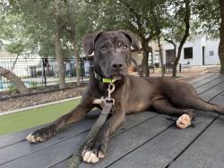 Found/Stray Female Dog last seen Farm Haus Luxury Homes, San Antonio, TX 78249