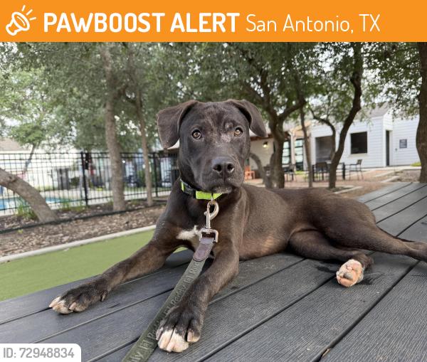 Found/Stray Female Dog last seen Farm Haus Luxury Homes, San Antonio, TX 78249
