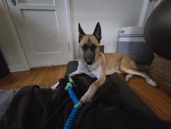 Reunited Female Dog last seen Chestnut & Hill, Long Beach, CA 90806
