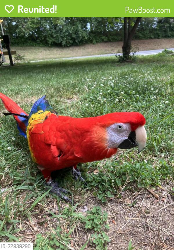 Reunited Female Bird last seen Falling Creek and Old Columbia Pike, Silver Spring, MD 20904