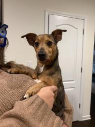 Reunited Male Dog last seen Near and Vandora Springs Rd, York County, SC 29708