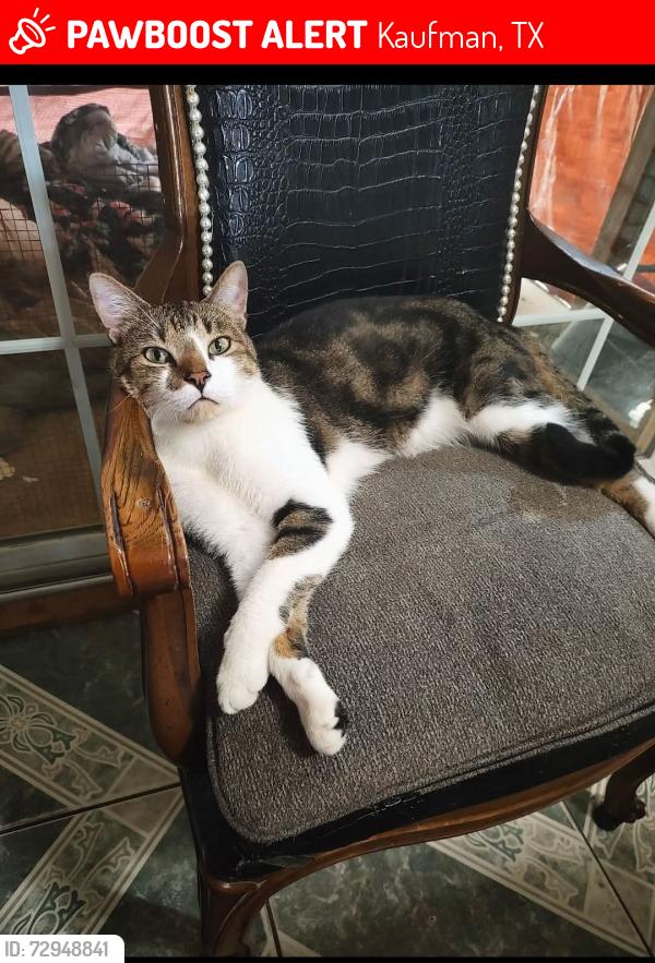 Lost Male Cat last seen Near Anthony street , Kaufman, TX 75142