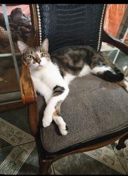 Lost Male Cat last seen Near Anthony street , Kaufman, TX 75142