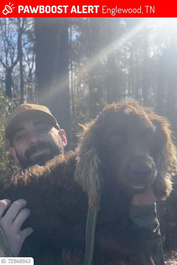 Lost Male Dog last seen McMinn Central High School, Englewood, TN 37329