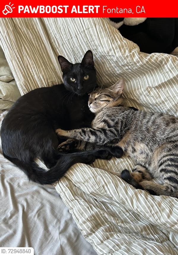 Lost Male Cat last seen Smoketree and planetree, Fontana, CA 92337