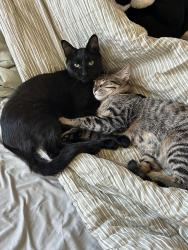Lost Male Cat last seen Smoketree and planetree, Fontana, CA 92337