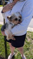 Found/Stray Male Dog last seen Embers and Brannon , Virginia Beach, VA 23456