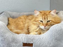 Reunited Male Cat last seen Near Palomar Dr, Fallbrook, CA 92028, USA, Fallbrook, CA 92028