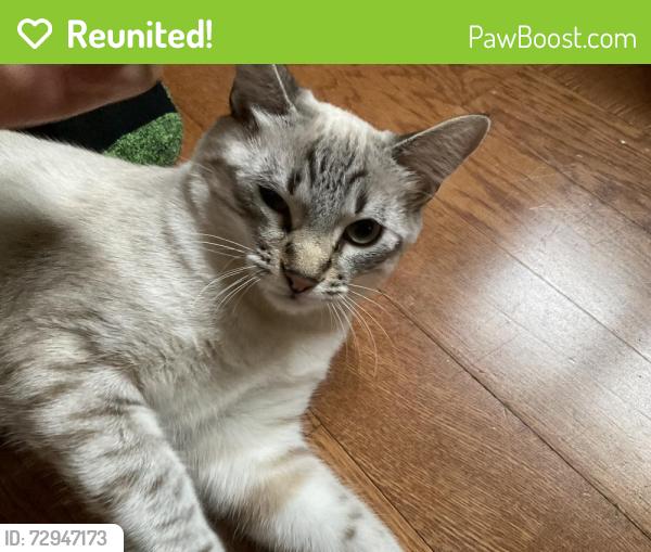 Reunited Female Cat last seen East of Glen Springs Elementary, Gainesville, FL 32605