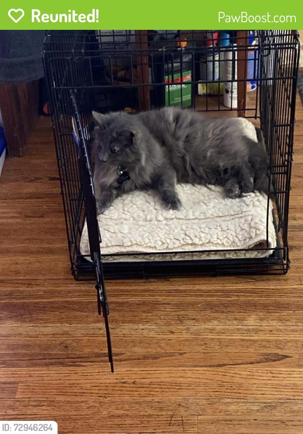 Reunited Female Cat last seen Lá Veta & constitution , Albuquerque, NM 87107