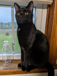 Lost Male Cat last seen Near Jefferson , Jefferson, MD 21755